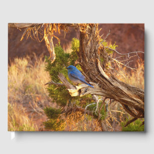 Livre D'or Le merle bleu des montagnes du parc national Arche