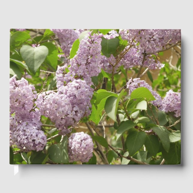 Livre D'or Lilac Bush Belles fleurs de printemps violettes (Recto)