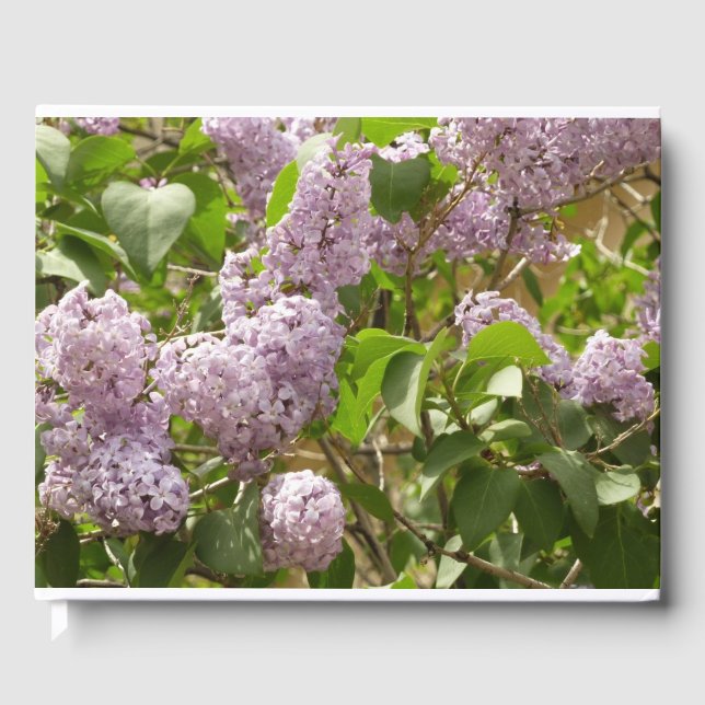 Livre D'or Lilac Bush Belles fleurs de printemps violettes (Recto)
