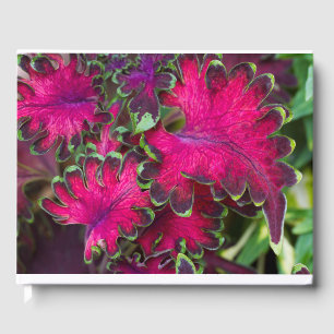 Livre D'or Macro Coleus