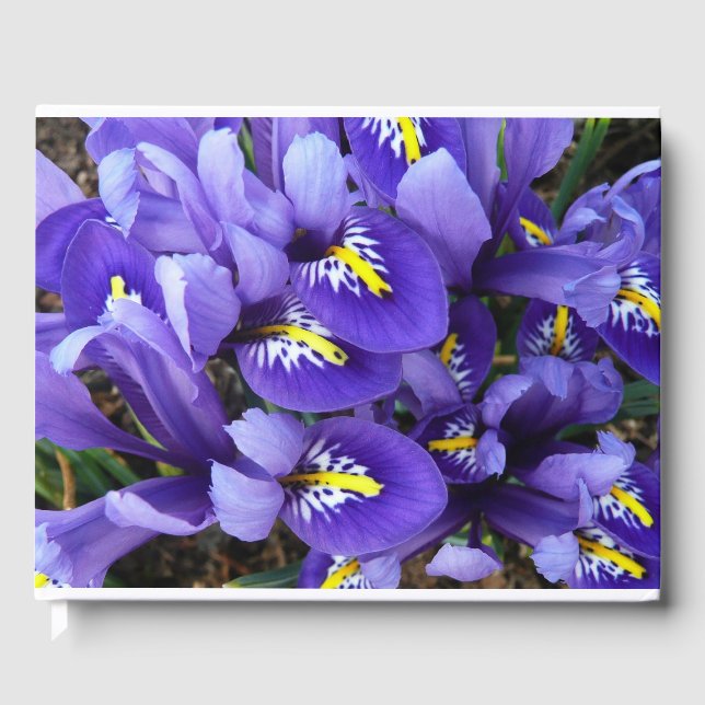Livre D'or Miniature Bleu Irises Printemps Floral (Recto)