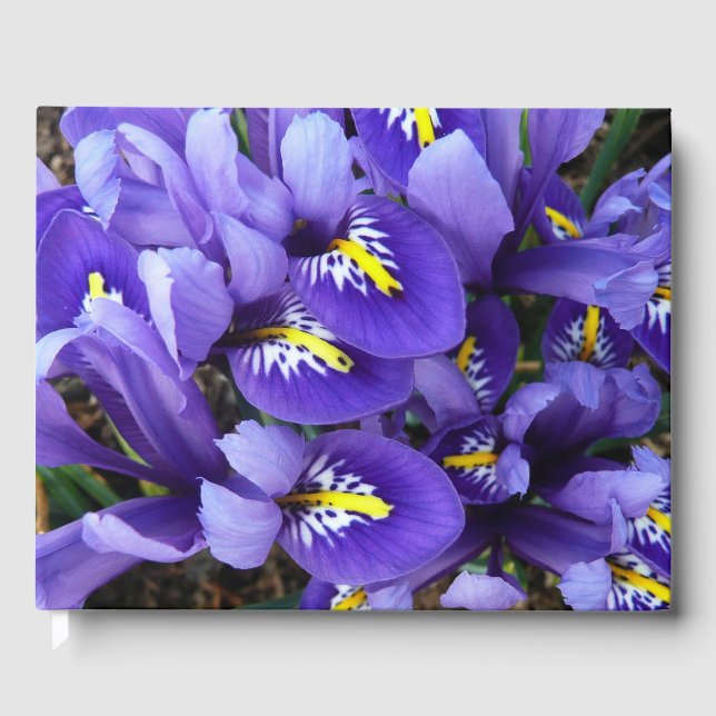 Livre D'or Miniature Bleu Irises Printemps Floral (Recto)