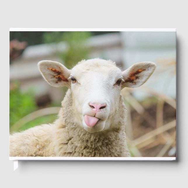 Livre D'or Mouton montrer langue (Recto)