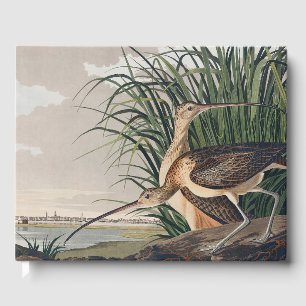 Livre D'or Oiseau de Courlis à long bec Audubon