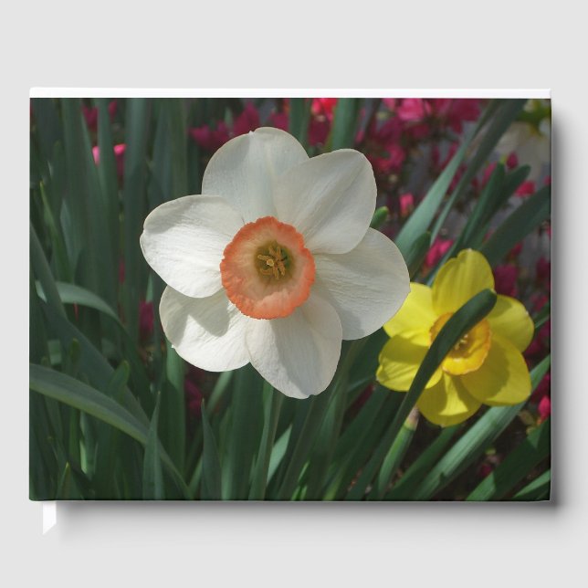Livre D'or Pair of Daffodils Pink and Yellow Spring Flowers (Recto)