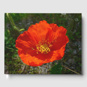 Livre D'or Pavot rouge de l'Alaska Fleur colorée