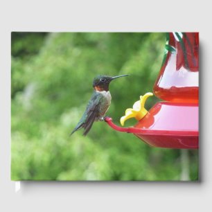 Livre D'or Photographie d'oiseau de colibri à gorge rubis