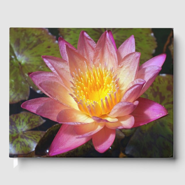 Livre D'or Photos Pink Water Lily (Recto)