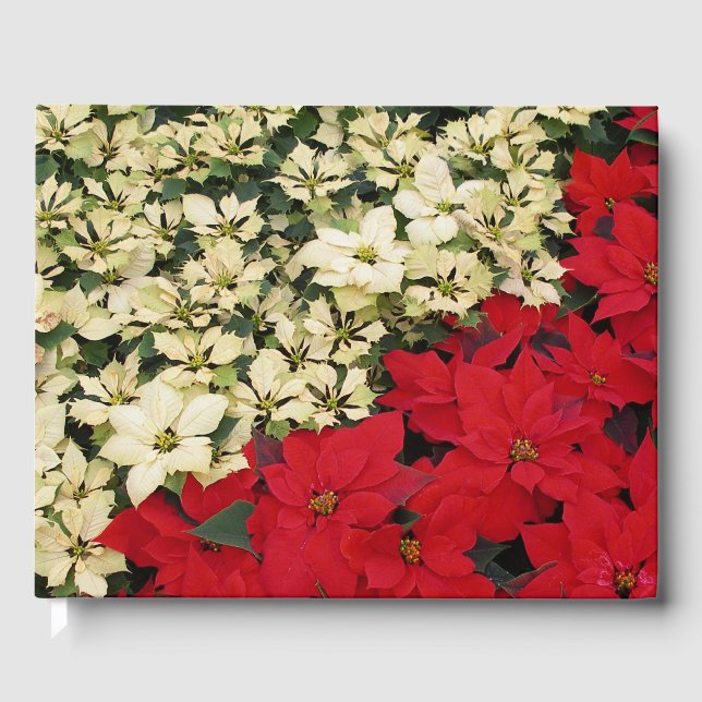 Livre D'or Poinsettias blanches et rouges I Holiday Floral (Recto)