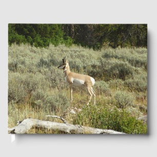 Livre D'or Pronghorn au Parc national de Grand Teton
