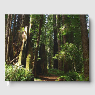 Livre D'or Séquoias et fougères au parc national de Redwood