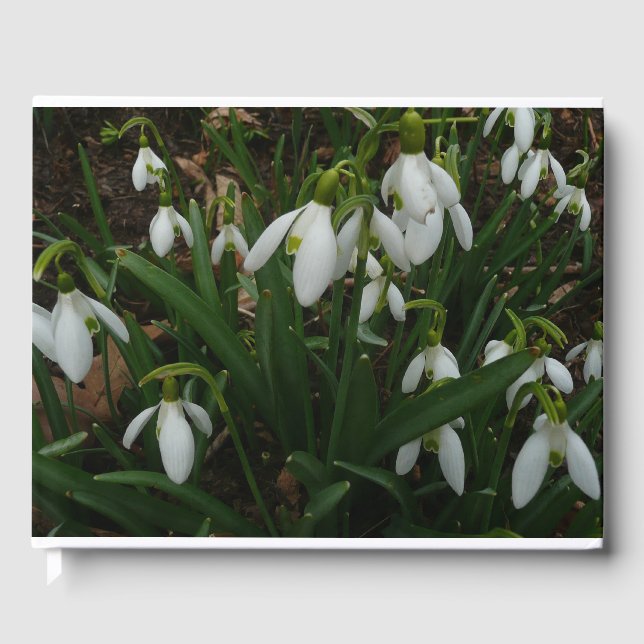 Livre D'or Snowdrops I (Recto)