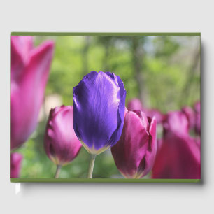 Livre D'or Tulipe pourpre simple