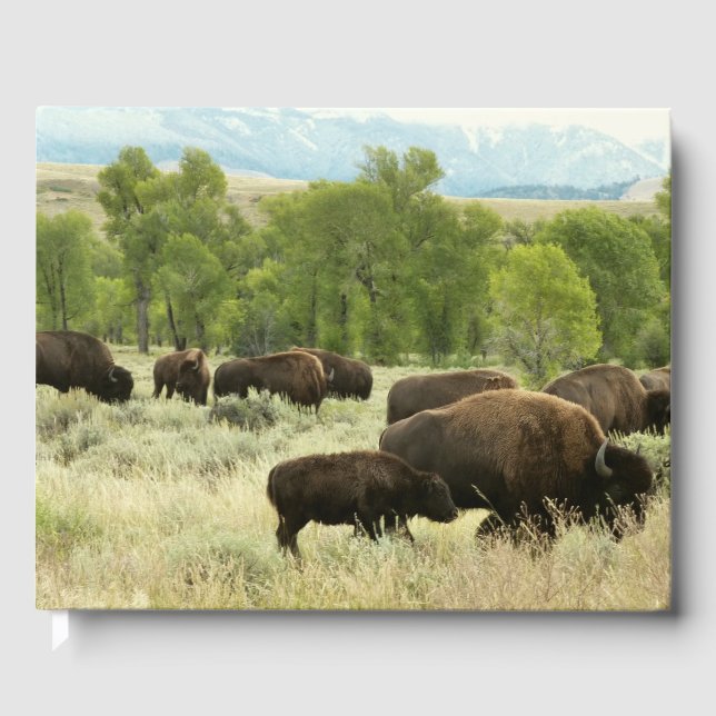 Livre D'or Wyoming Bison Nature Animal Photographie (Recto)