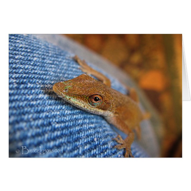 Lizard d'Anole Verte (Devant horizontal)