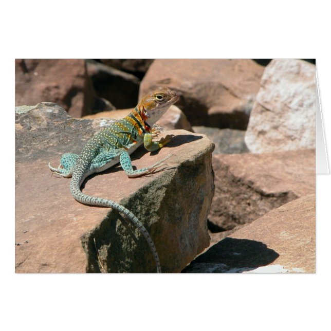 Lizard en carton, Carte bleue Mesa Verde (Devant horizontal)