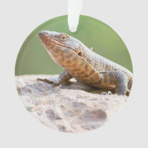 Lizard plaqué