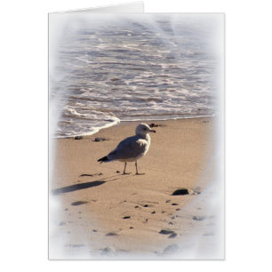 Lkes marche longtemps sur la plage…