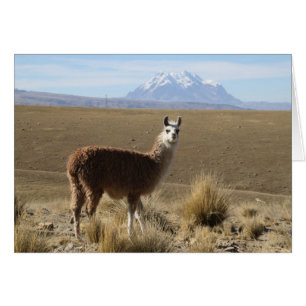 Llama à Illimani Snow Mountain Bolivia Note Card