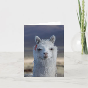 Llama Alpaca blanc fermer la carte de note de la t