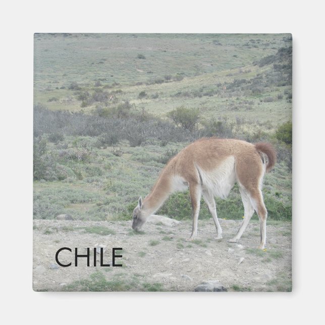 Llama Chile Magnet (Devant)