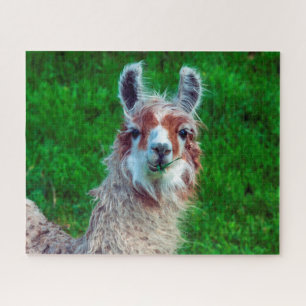 Llama dans une ferme, puzzle