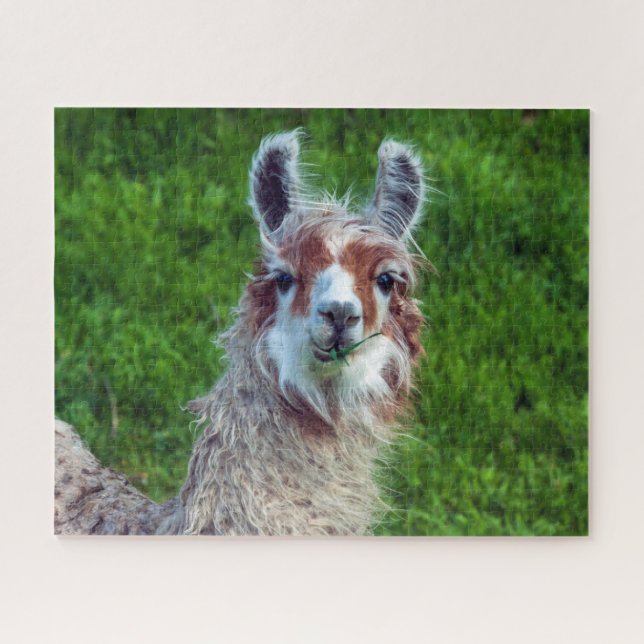 Llama dans une ferme, puzzle (Horizontal)