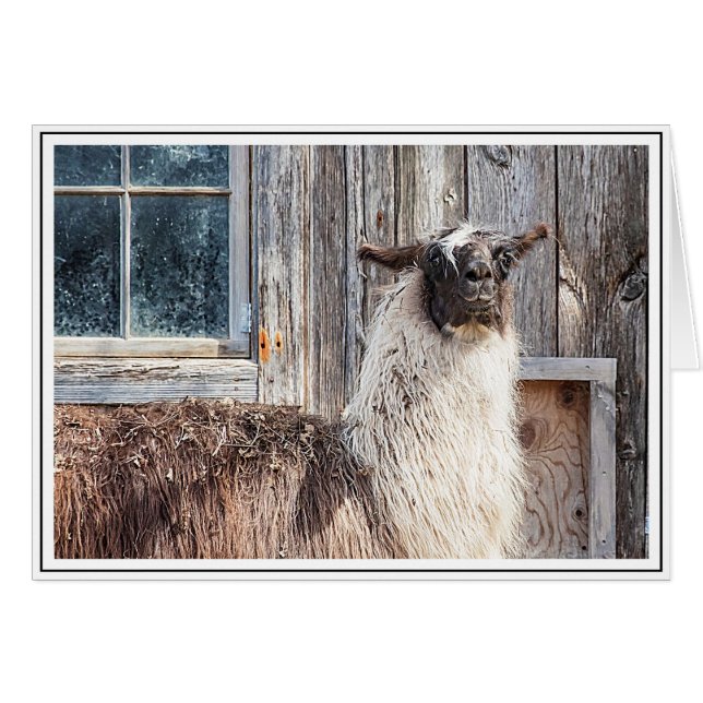 Llama devant une grange (Devant horizontal)