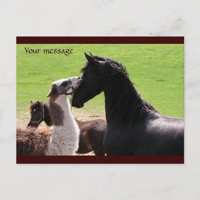 Llama kiss Cartes postales (Devant)