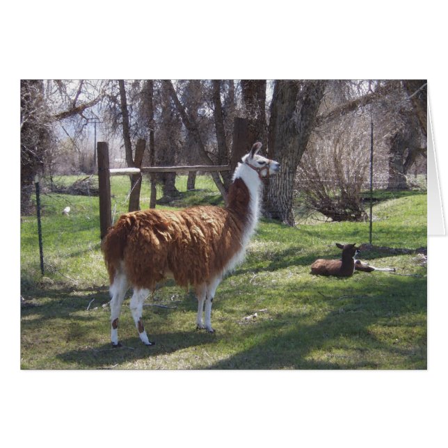 Llama Mama et Baby Lama (Devant horizontal)