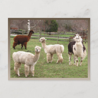 Llama Melange ~ carte postale