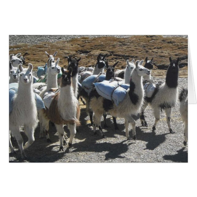 Llama Pack Herd in Andes Mountains Note Card (Devant Horizontal)