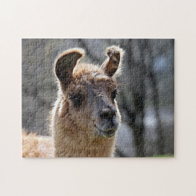 Llama Portrait, Puzzle (Horizontal)