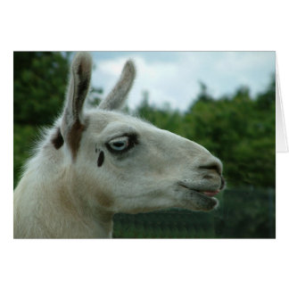 Llama souriante