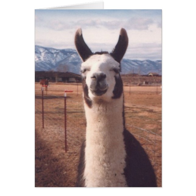 "Llama souriante" (Devant)