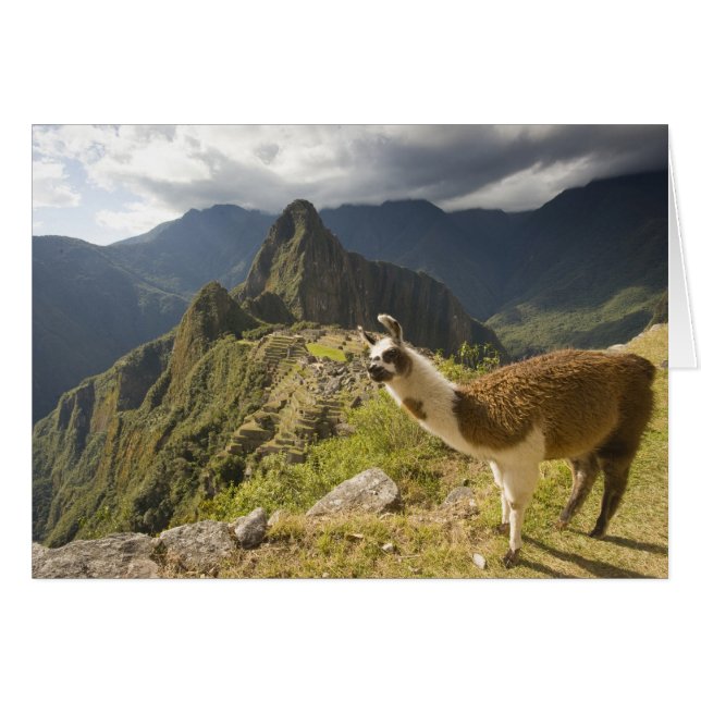 Llamas et vue sur Machu Picchu, (Devant horizontal)