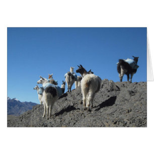 Llamas Pack Herd Bolivie Andes Carte Note Montagne