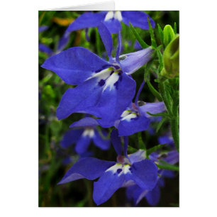 Lobelia bleu