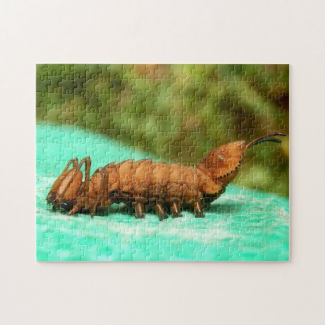 Lobster Moth Caterpillar Photo Puzzle et boîte cad (Horizontal)