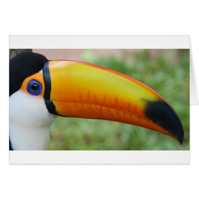 L'oeil du Toucan (Devant horizontal)