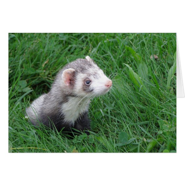 Logan (Devant horizontal)