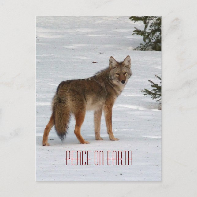 Lone Coyote dans la carte postale Neige (Devant)