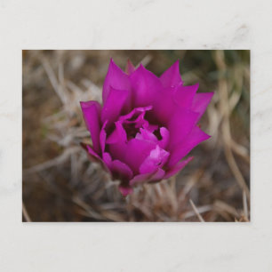 Lone Purple Cactus Flower Nouveau-Mexique Carte de