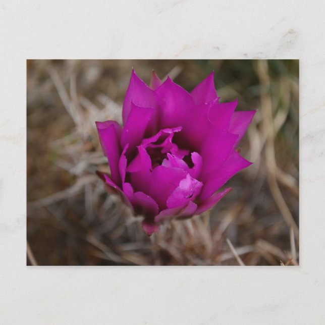 Lone Purple Cactus Flower Nouveau-Mexique Carte de (Devant)
