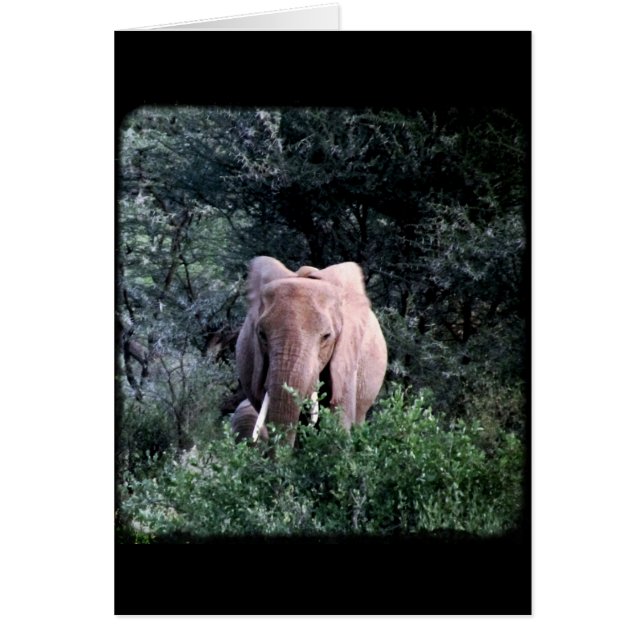 Lone Samburu Elephant (Devant)