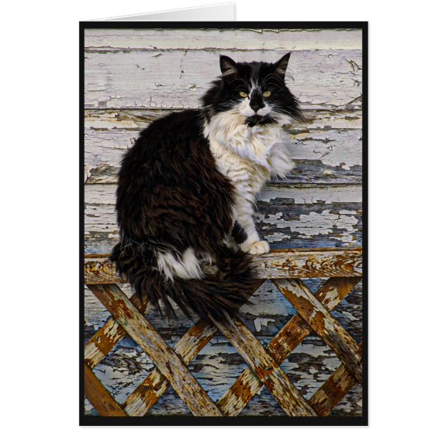 Long chat noir et blanc de smoking de cheveux sur (Devant)