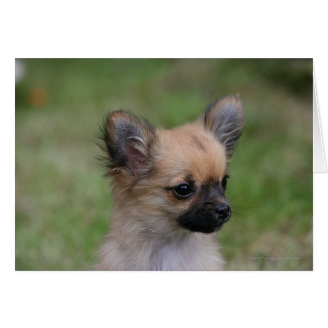 Long Haired Chihuahua Chiuppy regardant la caméra (Devant horizontal)