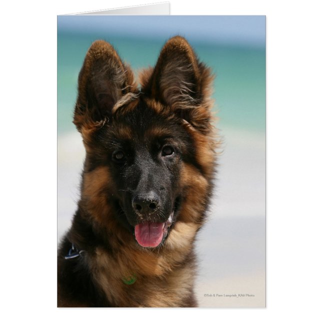 Long Haired German Shepherd Beach (Devant)