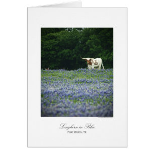 Longhorn bleu