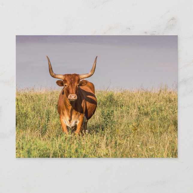 Longhorn debout dans une carte postale (Devant)